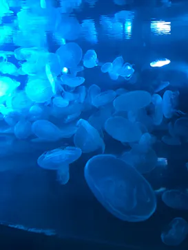 すみだ水族館に投稿された画像（2021/12/25）