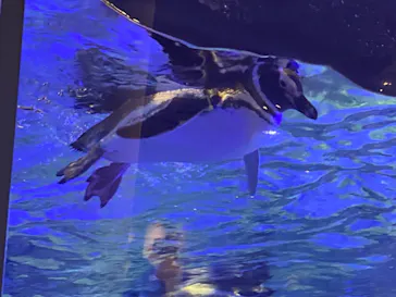 すみだ水族館に投稿された画像（2021/12/25）
