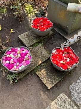 よみうりランド HANA･BIYORIに投稿された画像（2021/12/25）