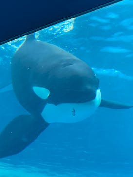 名古屋港水族館に投稿された画像（2021/12/25）