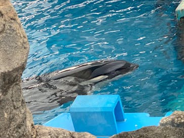 名古屋港水族館に投稿された画像（2021/12/25）