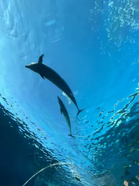 横浜・八景島シーパラダイスに投稿された画像（2021/12/25）