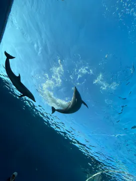 横浜・八景島シーパラダイスに投稿された画像（2021/12/25）