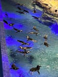すみだ水族館に投稿された画像（2021/12/25）