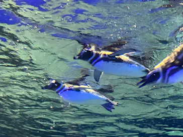 すみだ水族館に投稿された画像（2021/12/25）