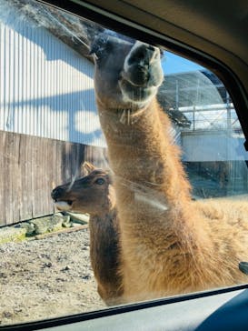 那須サファリパークに投稿された画像（2021/12/25）