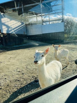 那須サファリパークに投稿された画像（2021/12/25）