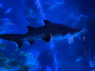 すみだ水族館に投稿された画像（2021/12/25）