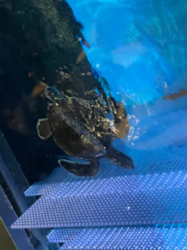 すみだ水族館に投稿された画像（2021/12/25）