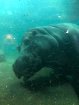 旭川市旭山動物園に投稿された画像（2021/12/25）