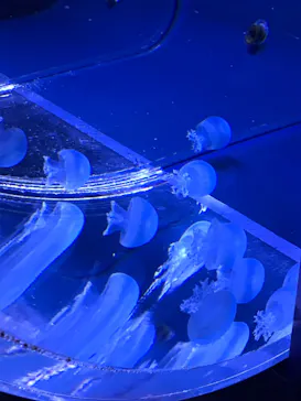 すみだ水族館に投稿された画像（2021/12/25）