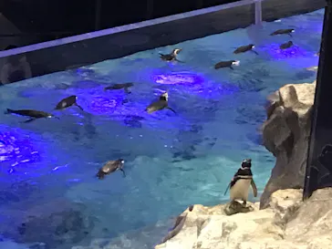 すみだ水族館に投稿された画像（2021/12/25）