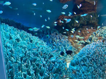 サンシャイン水族館に投稿された画像（2021/12/25）