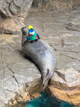 しながわ水族館に投稿された画像（2021/12/25）