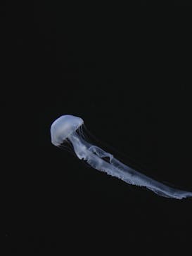 サンシャイン水族館に投稿された画像（2021/12/25）