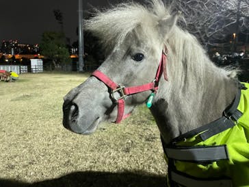 東京メガイルミに投稿された画像（2021/12/25）