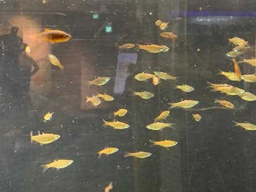 カワスイ 川崎⽔族館に投稿された画像（2021/12/25）