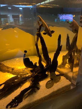 カワスイ 川崎⽔族館に投稿された画像（2021/12/25）