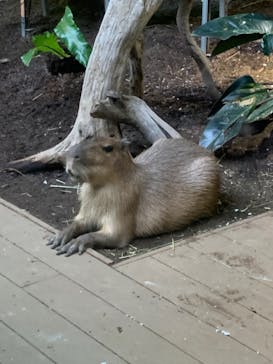 カワスイ 川崎⽔族館に投稿された画像（2021/12/25）