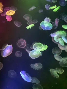 すみだ水族館に投稿された画像（2021/12/25）