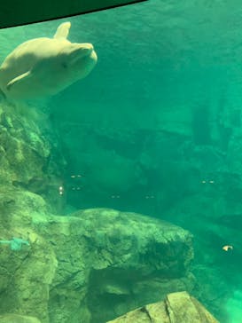 名古屋港水族館に投稿された画像（2021/12/25）