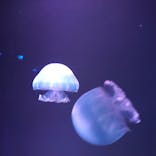 すみだ水族館に投稿された画像（2021/12/25）