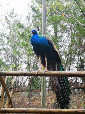 ネオパークオキナワに投稿された画像（2021/12/25）