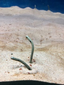 大分マリーンパレス水族館 「うみたまご」に投稿された画像（2021/12/25）