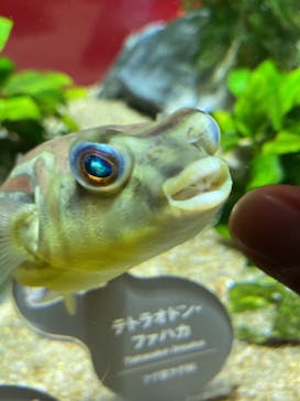 カワスイ 川崎⽔族館に投稿された画像（2021/12/25）