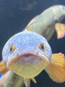 カワスイ 川崎⽔族館に投稿された画像（2021/12/25）