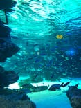 サンシャイン水族館に投稿された画像（2021/12/25）