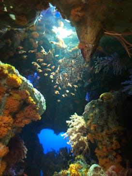 サンシャイン水族館に投稿された画像（2021/12/25）