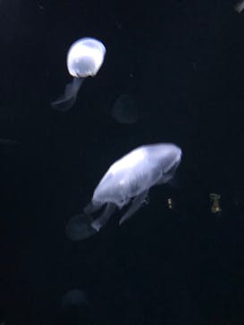 サンシャイン水族館に投稿された画像（2021/12/25）