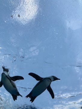 サンシャイン水族館に投稿された画像（2021/12/25）