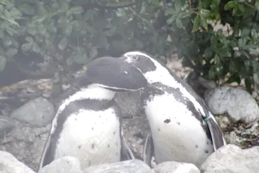 天王寺動物園に投稿された画像（2021/12/25）