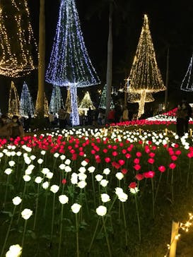 美らヤシパークオキナワ・東南植物楽園に投稿された画像（2021/12/25）