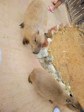 美らヤシパークオキナワ・東南植物楽園に投稿された画像（2021/12/25）