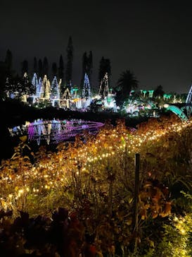 美らヤシパークオキナワ・東南植物楽園に投稿された画像（2021/12/25）