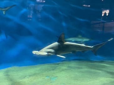 アクアワールド茨城県大洗水族館に投稿された画像（2021/12/25）