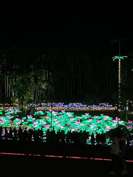 美らヤシパークオキナワ・東南植物楽園に投稿された画像（2021/12/25）