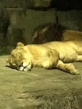 東武動物公園に投稿された画像（2021/12/25）