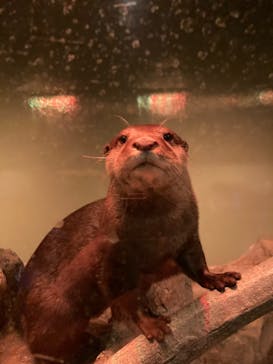 マクセル アクアパーク品川に投稿された画像（2021/12/25）