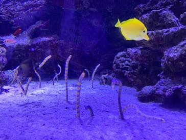 マクセル アクアパーク品川に投稿された画像（2021/12/25）