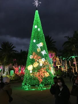 美らヤシパークオキナワ・東南植物楽園に投稿された画像（2021/12/25）