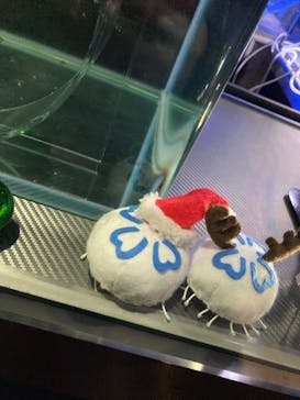 名古屋港水族館に投稿された画像（2021/12/26）