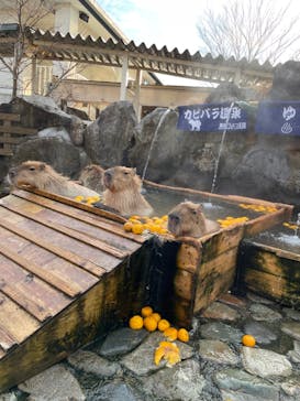 那須どうぶつ王国に投稿された画像（2021/12/26）