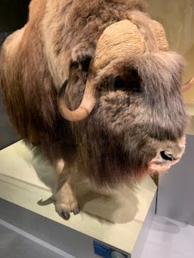 国立科学博物館に投稿された画像（2021/12/26）