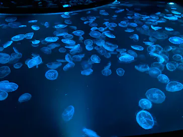 すみだ水族館に投稿された画像（2021/12/26）