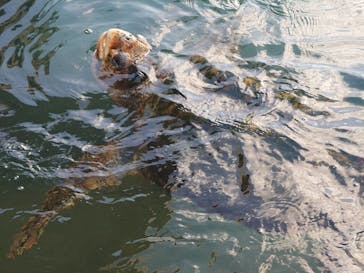 串本海中公園水族館に投稿された画像（2021/12/26）