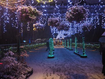 とっとり花回廊に投稿された画像（2021/12/26）